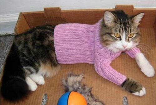Как сделать свитер для кошки